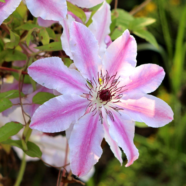 Clematis Hybride 'Nelly Moser' - Waldrebe 'Nelly Moser'