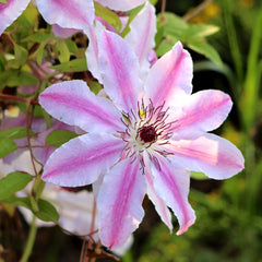 Clematis Hybride 'Nelly Moser' - Waldrebe 'Nelly Moser'