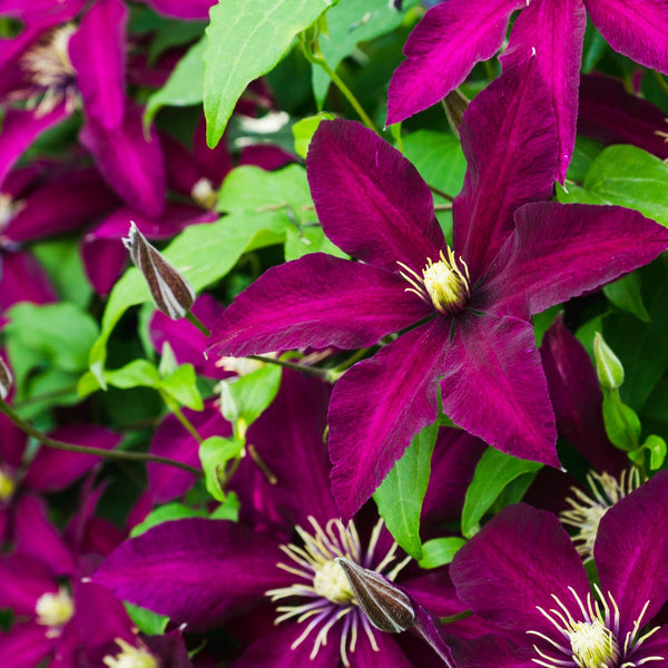 Clematis Hybride 'Niobe' - Waldrebe 'Niobe'