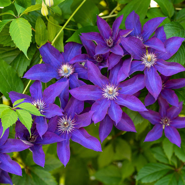 Clematis Hybride 'The President' - Waldrebe 'The President'