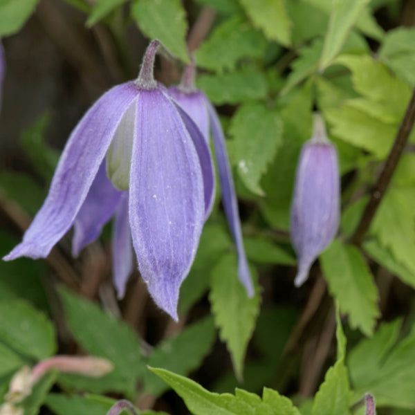 Clematis alpina - Alpen-Waldrebe