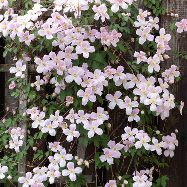 Clematis montana 'Rubens' - Berg-Waldrebe 'Rubens'