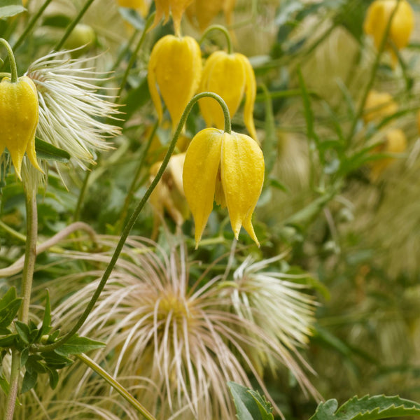 Clematis tangutica - Mongolei-Waldrebe