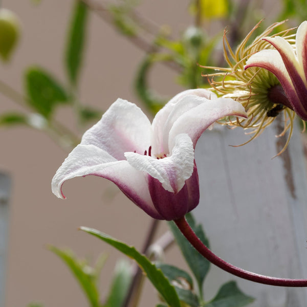Clematis texensis 'Princess Kate' - Texanische Waldrebe 'Princess Kate'
