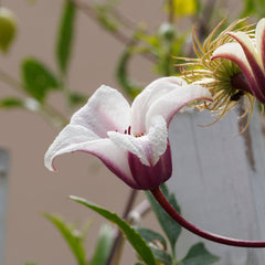 Clematis texensis 'Princess Kate' - Texanische Waldrebe 'Princess Kate'