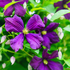 Clematis viticella 'Etoile Violette' - Waldrebe 'Etoile Violett'