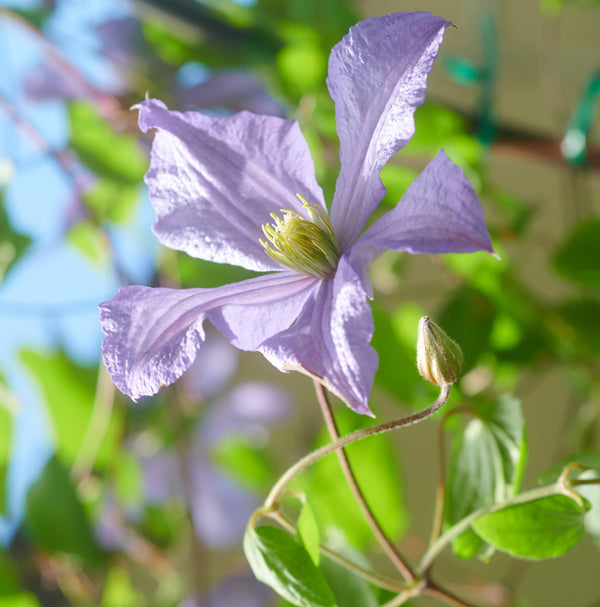 Clematis viticella 'Prince Charles' - Waldrebe 'Prince Charles'