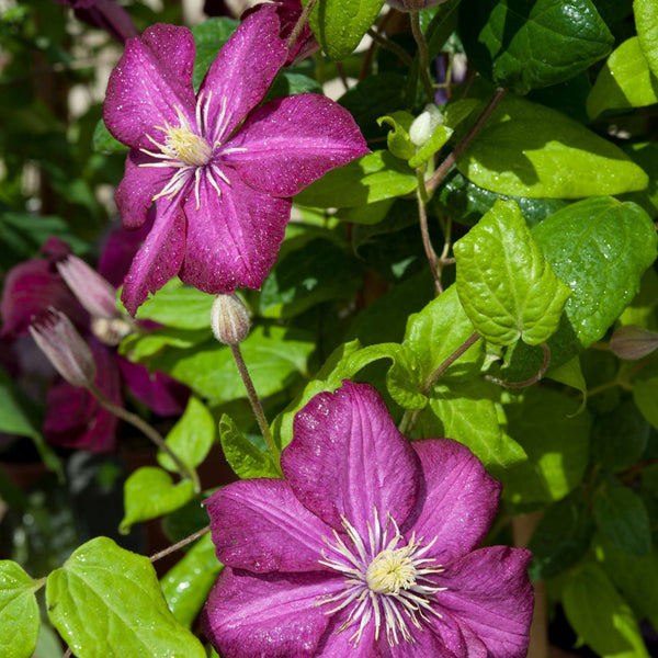 Clematis viticella 'Royal Velours' - Waldrebe 'Royal Velours'