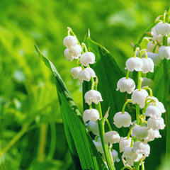 Convallaria majalis - Maiglöckchen