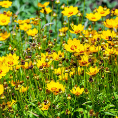 Coreopsis lanceolata 'Sterntaler' - kleines Mädchenauge