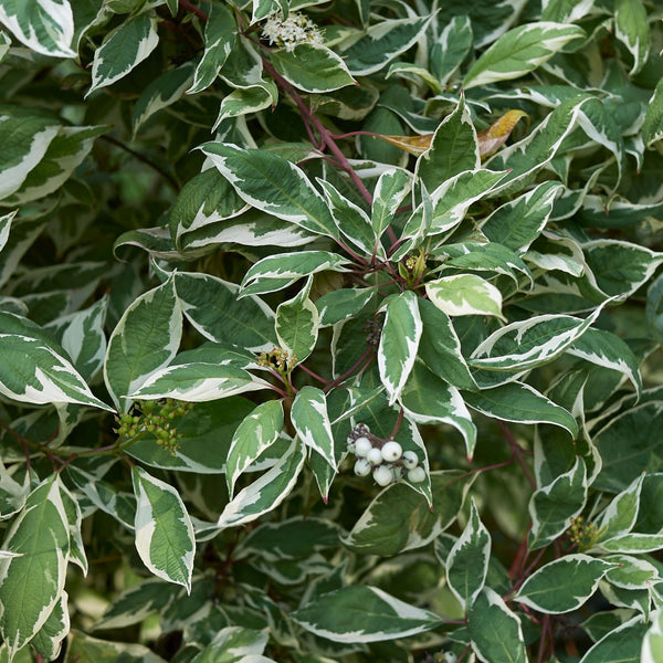 Cornus alba  'Elegantissima' - Weißbunter Hartriegel 'Elegantissima'