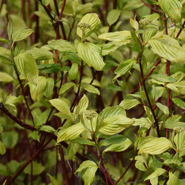 Cornus alba  'Sibirica' - Rotholziger Hartriegel 'Sibirica'