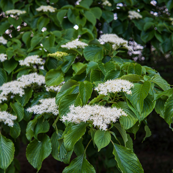Cornus controversa - Pagodenhartriegel