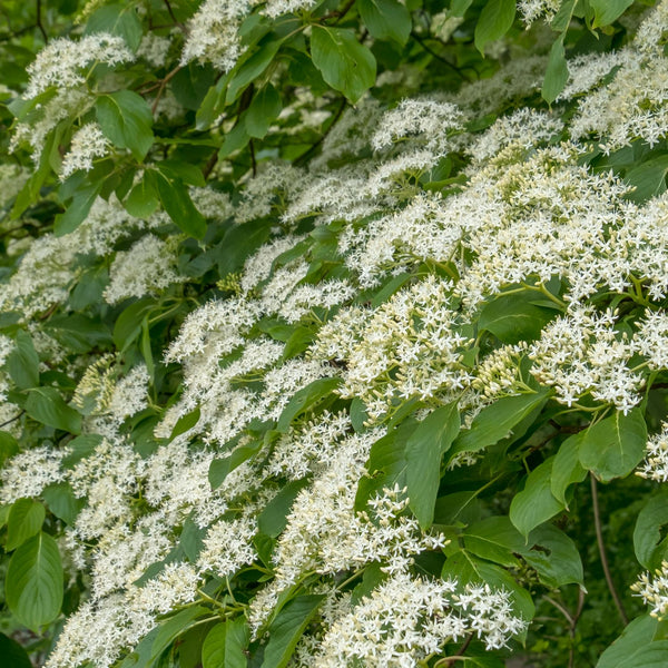 Cornus controversa 'Pagoda' - Etagen-Hartriegel 'Pagoda'