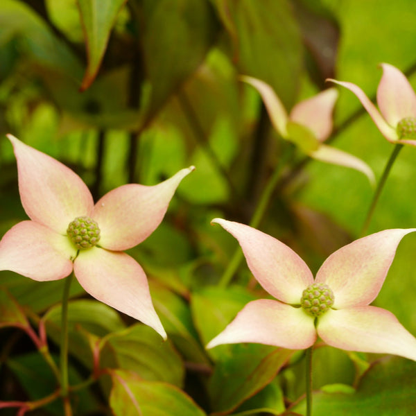 Cornus kousa 'Cappuccino' - Japanischer Blumen-Hartriegel 'Cappuccino'