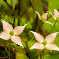 Cornus kousa 'Cappuccino' - Japanischer Blumen-Hartriegel 'Cappuccino'