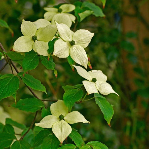 Cornus kousa 'China Girl' - Japapnsicher Blumen-Hartriegel 'China Girl'