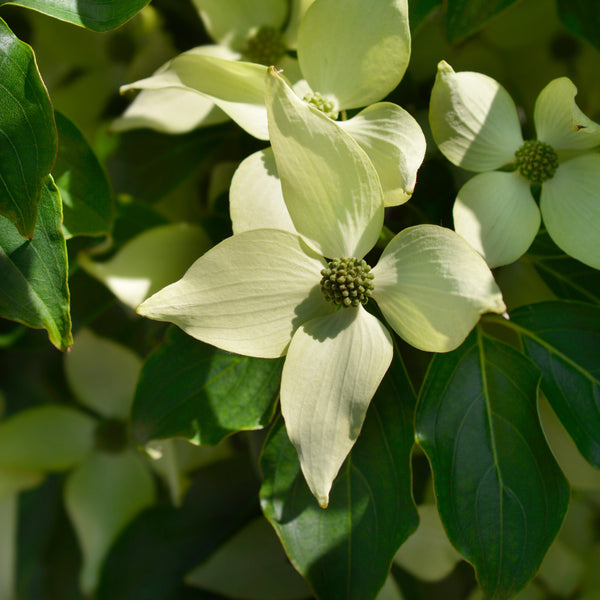 Cornus kousa 'Roberts Select' - Japanischer Blumen-Hartriegel 'Roberts Select'