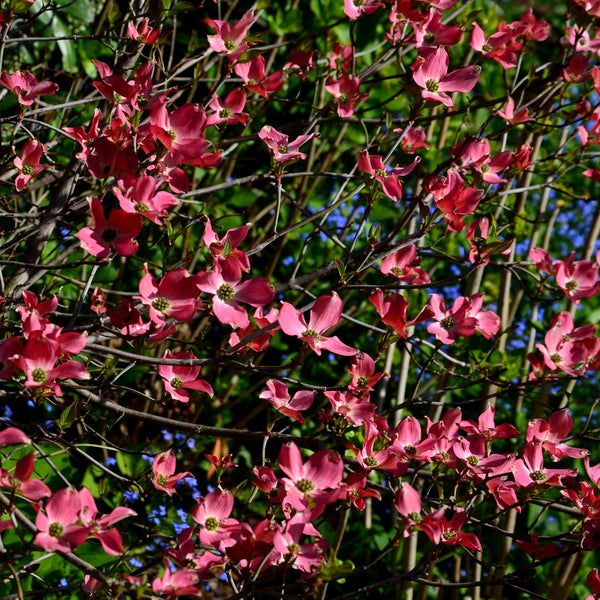 Cornus kousa  'Scarlet Fire' - Chinesischer Blumen-Hasrtriegel 'Scarlet Fire'