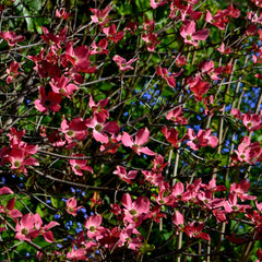 Cornus kousa  'Scarlet Fire' - Chinesischer Blumen-Hasrtriegel 'Scarlet Fire'