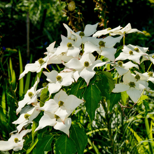Cornus kousa 'chinensis' - Chinesischer Blumen-Hasrtriegel 'chinensis'