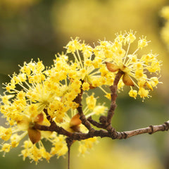 Cornus mas - Kornelkirsche
