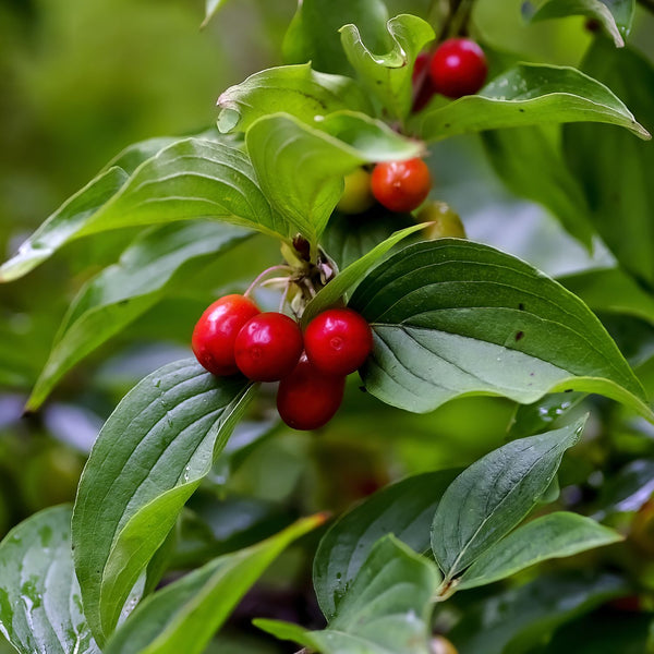 Cornus mas - Kornelkirsche