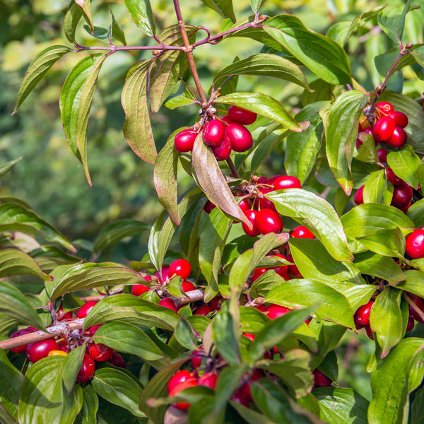 Cornus mas - Kornellkirche