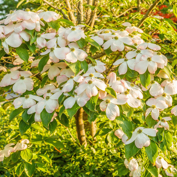 Cornus kousa 'Rutgan Stellar Pink' - Japanischer Blumen-Hartriegel 'Rutgan Stellar Pink'