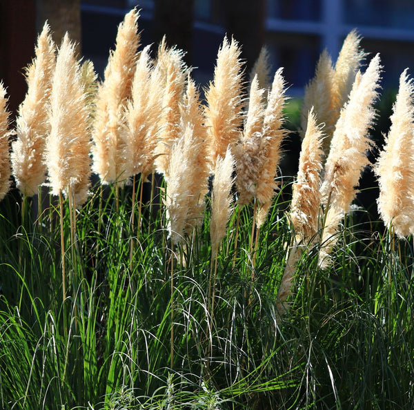Cortaderia selloana 'Evita' - Kleines Pampasgras 'Evita'