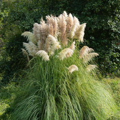 Cortaderia selloana 'Pumila' - Pampasgras