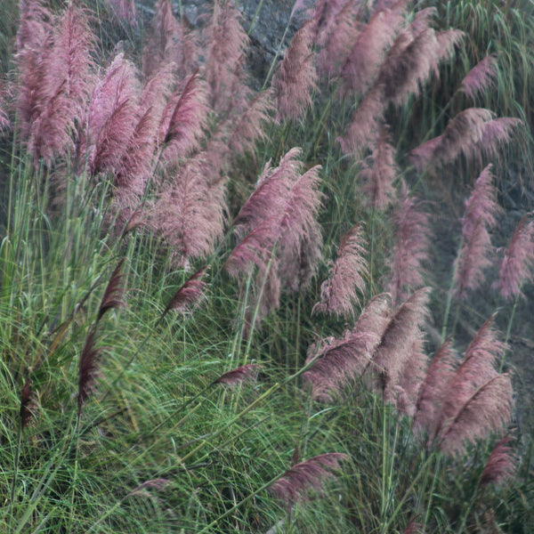 Cortaderia selloana 'Rosea' - Pampasgras 'Rosea'