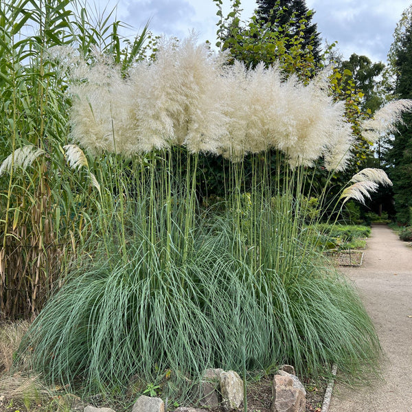 Cortaderia selloana 'Sunningdale Silver' - Pampasgras 'Sunningdale Silver'