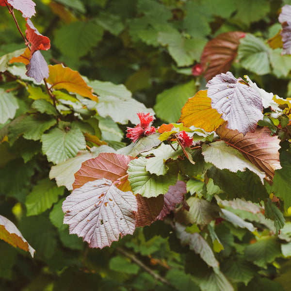 Corylus avellana 'Rotblättrige Zellernuss' - Haselnuss 'Rotblättrige Zellernuss'