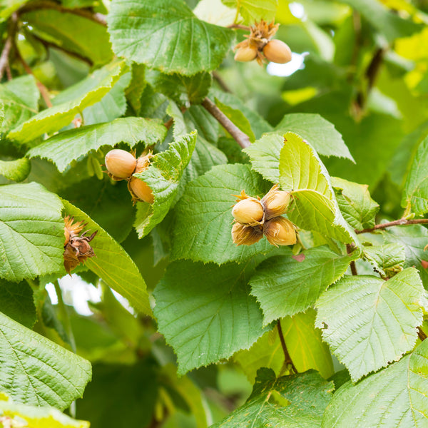 Corylus avellana 'Webbs Preisnuss ' - Haselnuss 'Webbs Preisnuss '