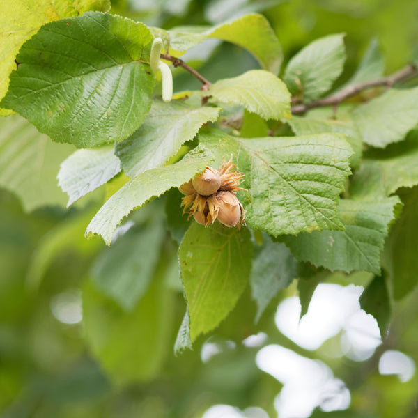 Corylus avellana 'Wunder aus Bollweiler' - Haselnuss 'Wunder aus Bollweiler'