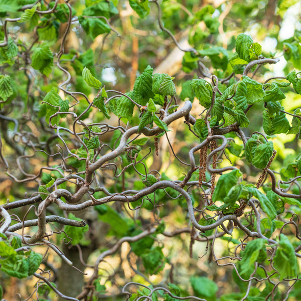 Corylus avellana 'Contorta' - Korkenzieher-Haselnuss 'Contorta'