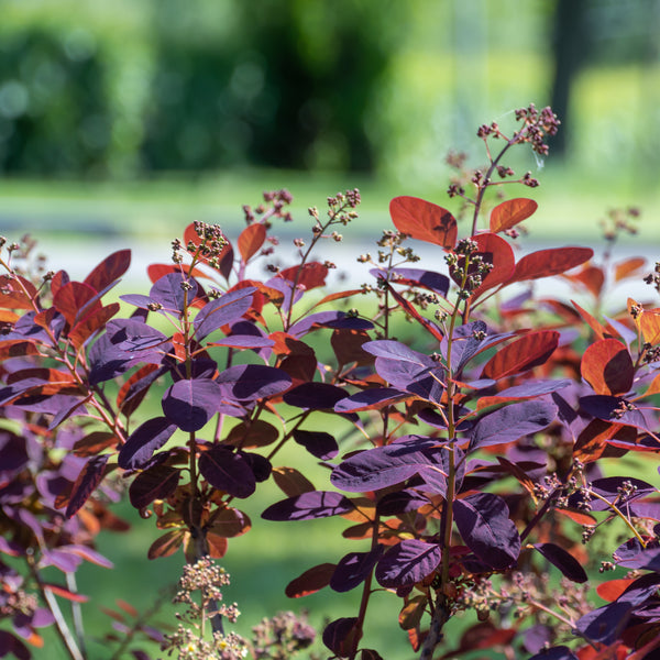 Cotinus coggygria  'Royal Purple' - Roter Perückenstrauch 'Royal Purple'