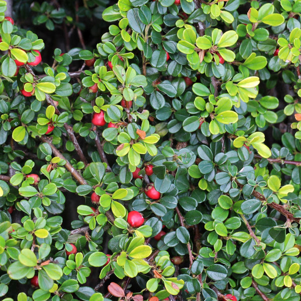 Cotoneaster dammeri 'Radicans' - Kriechmispel / Teppichmispel 'Radicans'