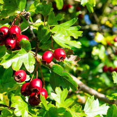 Crataegus laevigata 'Paul's Scarlet' - Echter Rotdorn 'Paul's Scarlet'
