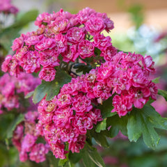 Crataegus laevigata 'Paul's Scarlet' - Echter Rotdorn 'Paul's Scarlet'
