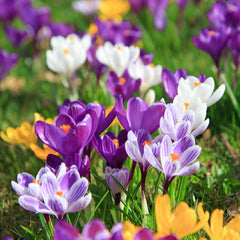 Blumenzwiebeln – Diverse Arten und Sorten