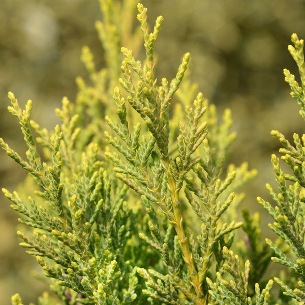 Cupressocyparis leylandii  'Castlewellan Gold' - Leyland-Zypresse 'Castlewellan Gold'