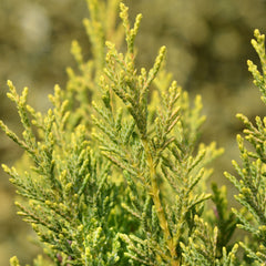 Cupressocyparis leylandii  'Castlewellan Gold' - Leyland-Zypresse 'Castlewellan Gold'