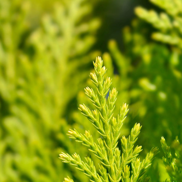 Cupressocyparis leylandii 'Gold Rider' - Leyland-Zypresse 'Gold Rider'