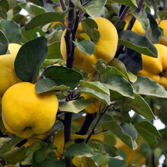 Cydonia oblonga 'Konstantinopeler Apfelquitte' - Quitte 'Konstantinopeler Apfelquitte'