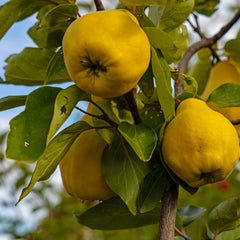 Cydonia oblonga 'Portugiesische Birnenquitte' - Quitte 'Portugiesische Birnenquitte'