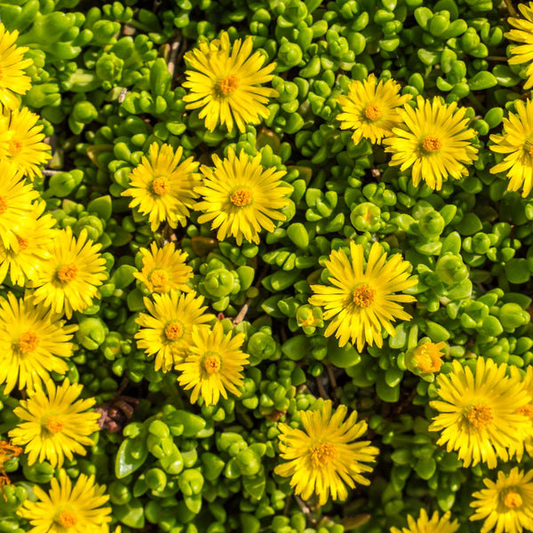 Delosperma congestum 'Golden Nugget' - Mittagsblume