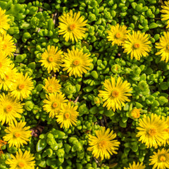 Delosperma congestum 'Golden Nugget' - Mittagsblume