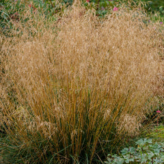 Deschampsia cespitosa  'Bronzeschleier' - Schmiele 'Bronzeschleier'